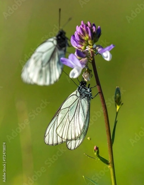 Fototapeta Two white butterflies on a purple flower