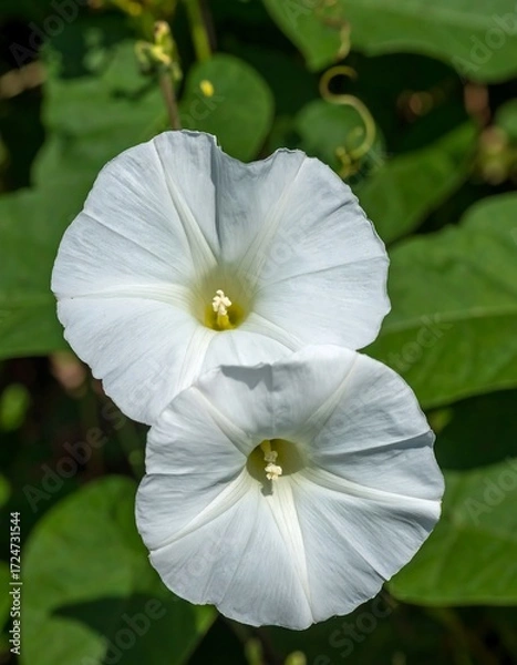 Fototapeta Two white flowers in close-up