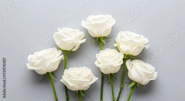 Fototapeta Seven White Roses with Green Stems on a Soft Gray Background, Top View