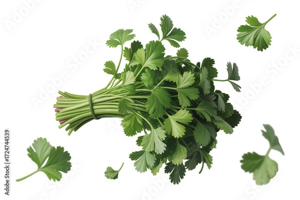 Fototapeta Fresh cilantro herb bunch with scattered leaves on transparent background