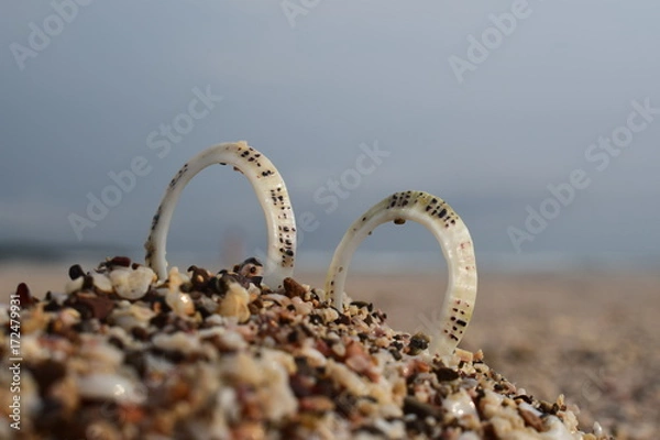 Obraz The rings of sea