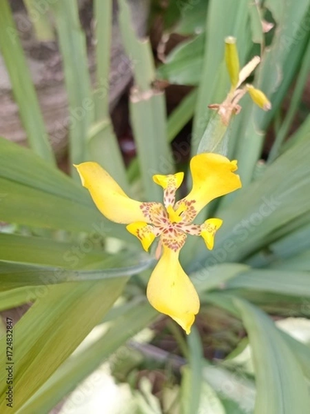Obraz yellow orchid flower