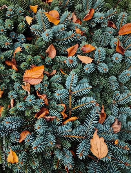 Fototapeta Autumn leaves in orange and brown scattered across vibrant evergreen conifer branches creating beautiful fall foliage texture pattern. Generative AI.