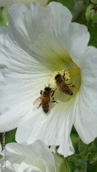 Obraz Two bees on a white flower