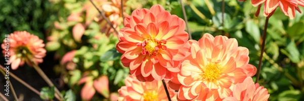 Fototapeta Herbstdahlien - Banner