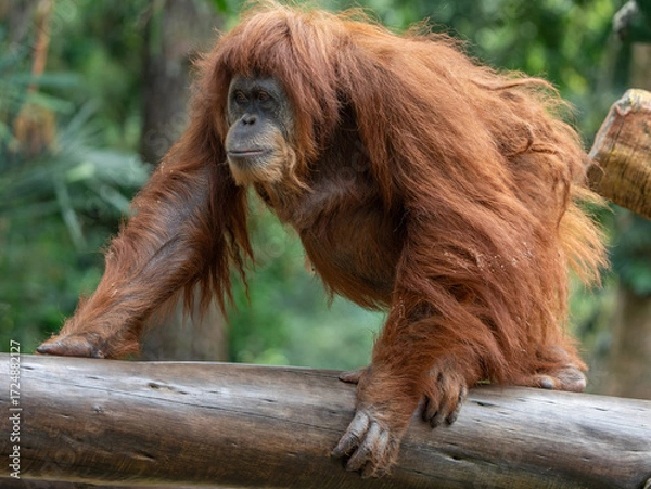 Fototapeta Wild Orangutan Hanging Gracefully While Walking Along a Tree Trunk in the Jungle