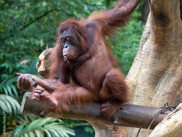 Fototapeta Wild Orangutan Hanging Gracefully While Walking Along a Tree Trunk in the Jungle