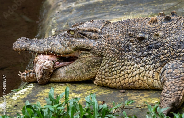 Fototapeta Wild Crocodile Eating and Biting Meat from the Side in Natural Habitat