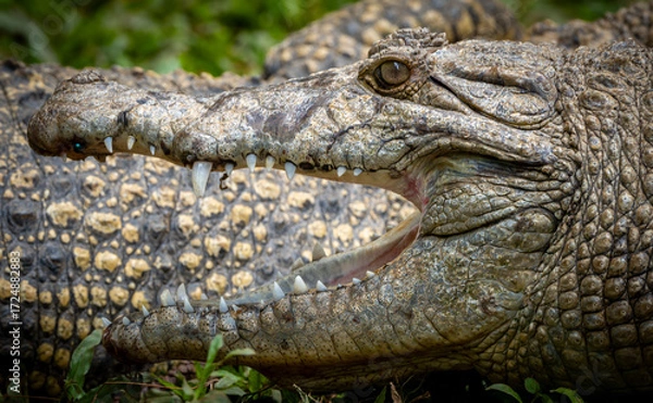 Fototapeta Crocodile Seen from the Side with Mouth Open in Natural Habitat