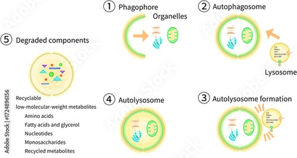Obraz オートファゴソーム　リソソーム　オートリソソーム　イラスト　英語