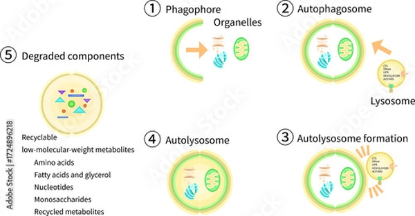 Obraz オートファゴソーム　リソソーム　オートリソソーム　イラスト　英語