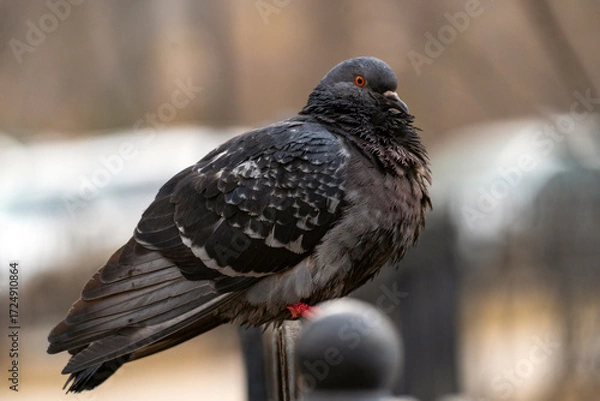Fototapeta A pigeon is perched on a wrought-iron fence. These birds, known for their love of seeds and grains, are a symbol of peace in both urban and rural settings. High quality photo