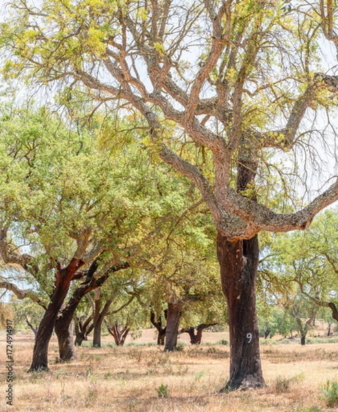 Fototapeta Cork oak farm. Oak trunks with renewable bark suitable for stripping in the nearest years.