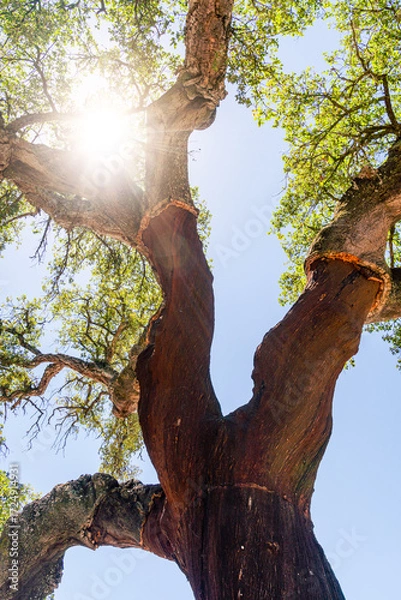 Fototapeta Cork oak trees farm.  Oak trunks are freshly stripped, revealing its reddish core.