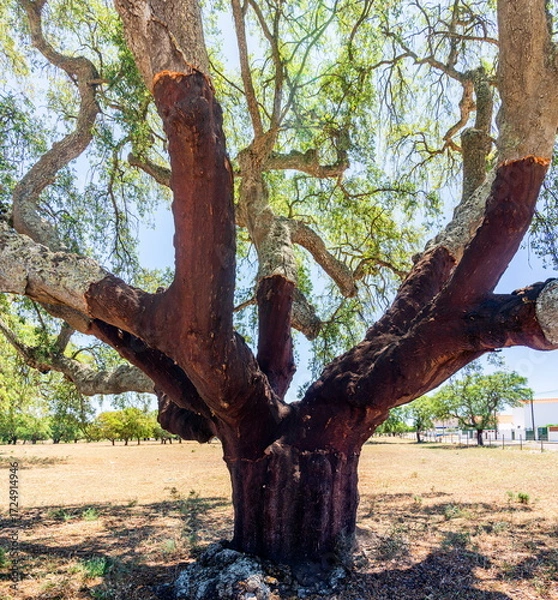 Fototapeta Cork oak trees farm.  Oak trunk is freshly stripped, revealing its reddish core.