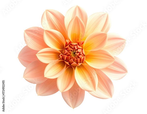 Obraz Close-up of a single, pale peach-orange dahlia flower, centered against a black background.  