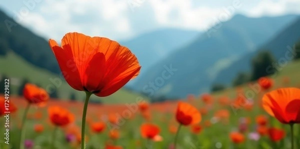 Fototapeta Vibrant poppy in sharp focus, blurred mountains, wildflower, bloom, closeup
