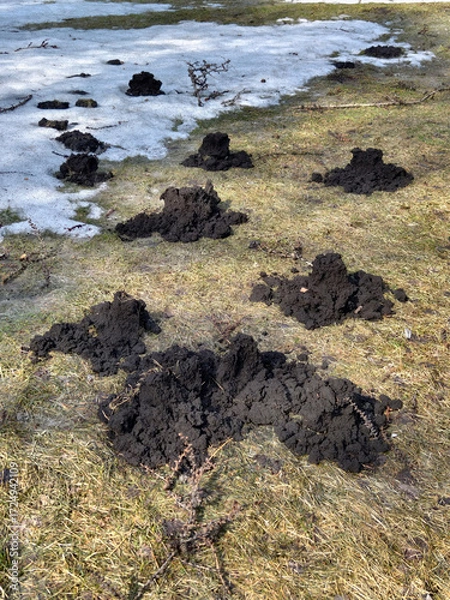 Fototapeta Molehills in a Spring meadow in the garden.