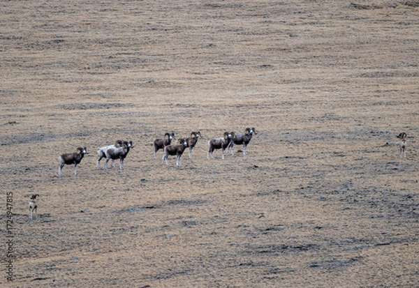 Fototapeta Wild argali sheep on autumn pastures in the Altai Mountains