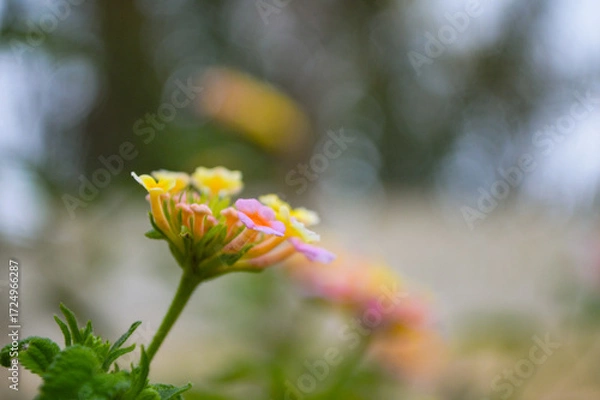 Fototapeta Multi color lantana flower with bokeh background