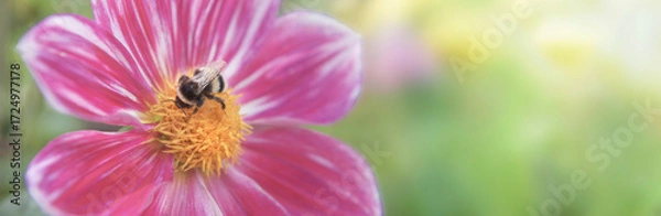 Fototapeta close up on bumblebee foraging the yellow heart of a dahlia flower with pink petals on green blur background