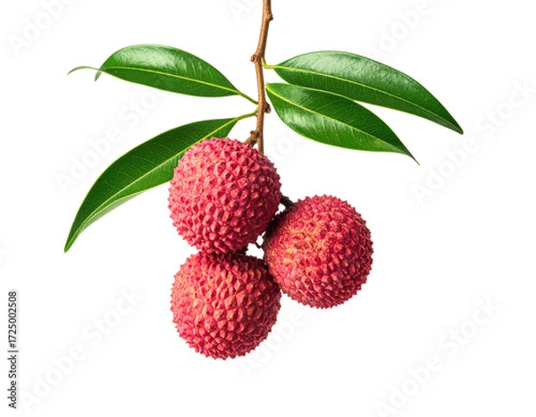 Obraz Close-up of three lychee fruits on a branch with green leaves against a black background