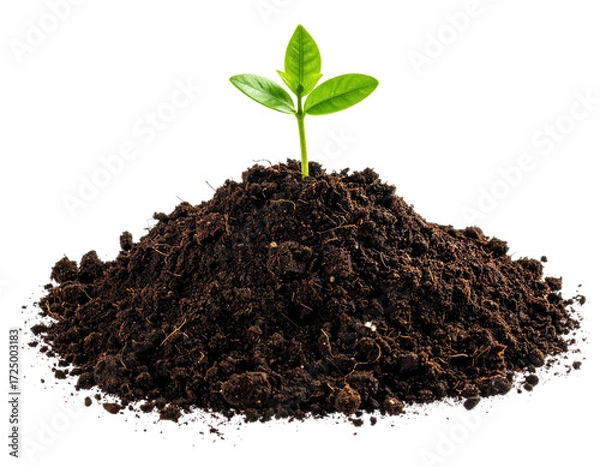 Obraz A small seedling sprouts from a mound of dark soil