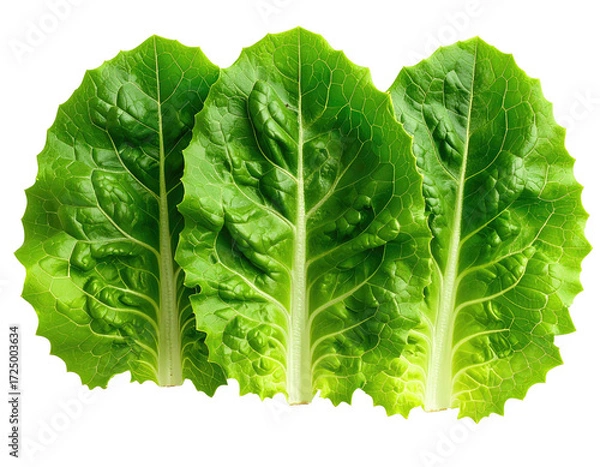 Obraz Close-up of three vibrant green lettuce leaves