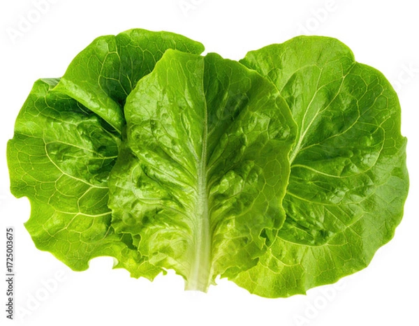 Obraz Close-up of two overlapping fresh green lettuce leaves
