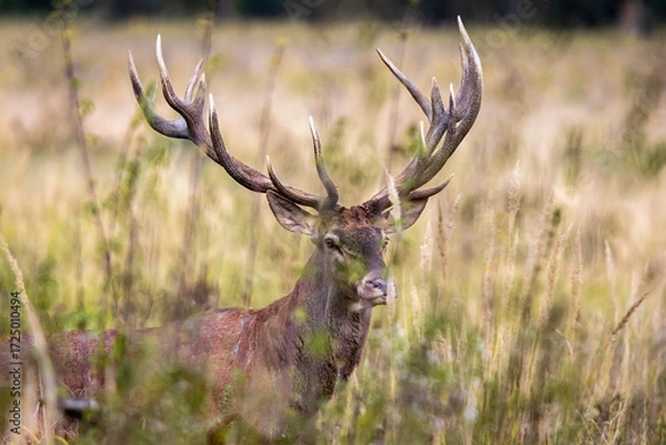 Obraz Close up red deer stag looking at camera