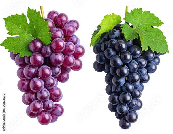 Obraz Two bunches of grapes, one deep red, the other dark blue-purple, hanging from stems with leaves