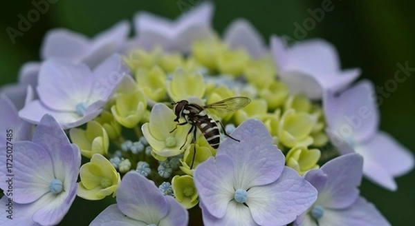Obraz Hoverfly on hydrangea blossom