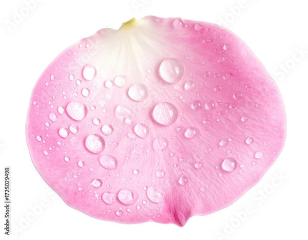 Obraz Close-up of a single, pink rose petal, covered in water droplets