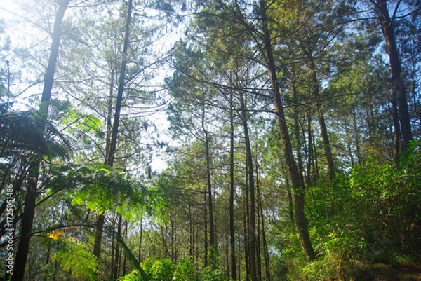 Fototapeta Tall Pine Trees in a Tropical Forest with Natural Light