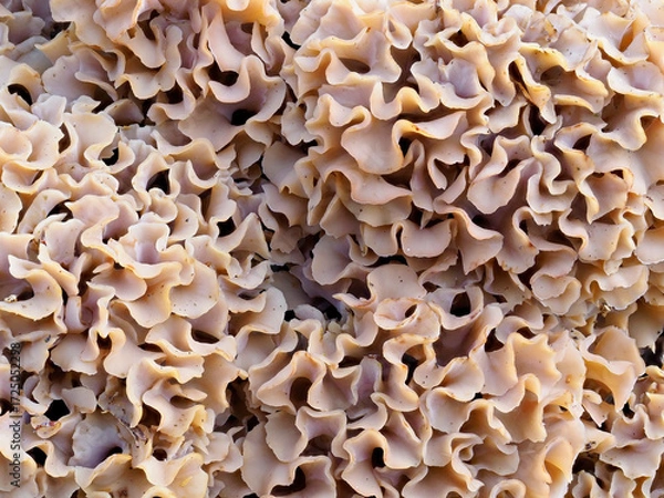 Fototapeta Close up detail of the Curled Lobes of a large Wood Cauliflower Fungus, Sparassis crispa on a Pine Tree in North East Scotland.