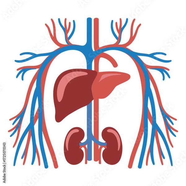 Fototapeta Detailed Human Organs and Circulatory System Vector Illustration, organ vector, organs vector 