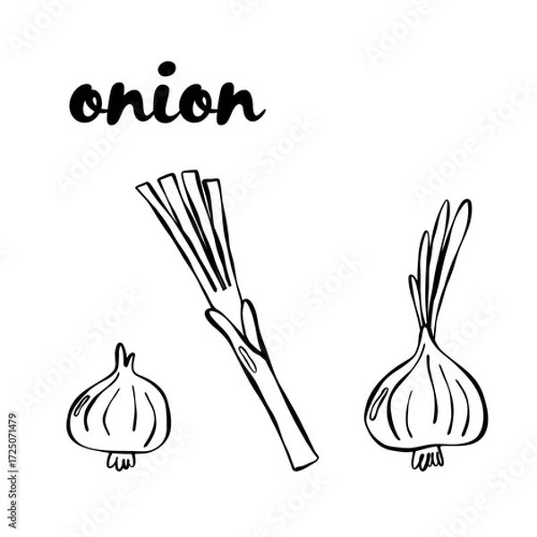 Fototapeta Set of fresh uncooked onion and  leek. Good for textile, surface design, wallpapers, kitchen vibes, vegetarian posters, menu and recipes