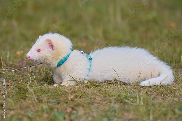 Fototapeta Light color ferret enjoying walking and exploring meadow in camp