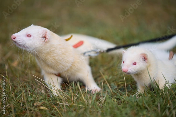 Fototapeta Light color ferret enjoying walking and exploring meadow in camp