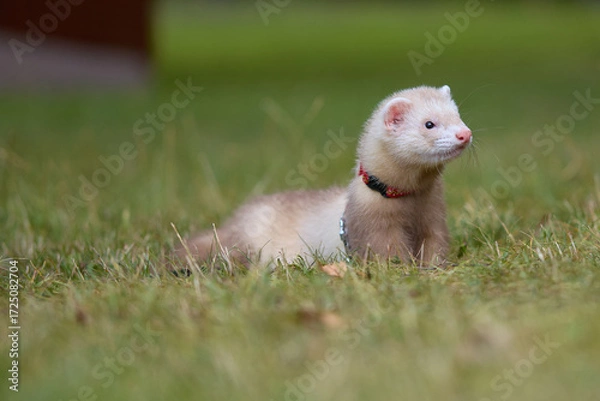 Fototapeta Light color ferret enjoying walking and exploring meadow in camp