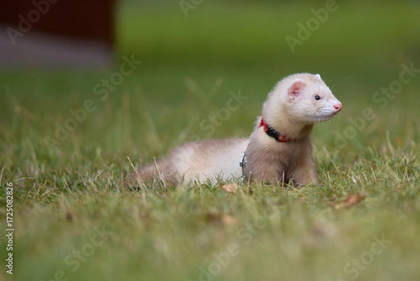 Fototapeta Light color ferret enjoying walking and exploring meadow in camp