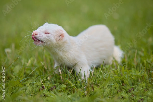 Fototapeta Albino ferret enjoying walking and exploring meadow in camp