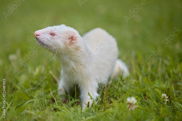 Fototapeta Albino ferret enjoying walking and exploring meadow in camp