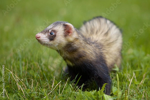 Fototapeta Standard color ferret enjoying walking and exploring meadow in camp