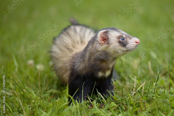 Fototapeta Standard color ferret enjoying walking and exploring meadow in camp