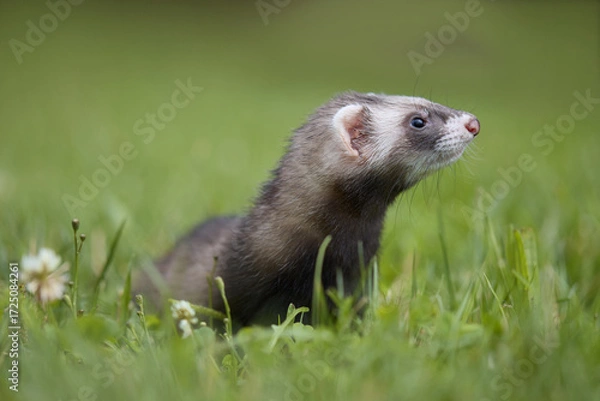 Fototapeta Standard color ferret enjoying walking and exploring meadow in camp