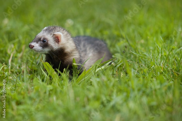 Fototapeta Standard color ferret enjoying walking and exploring meadow in camp