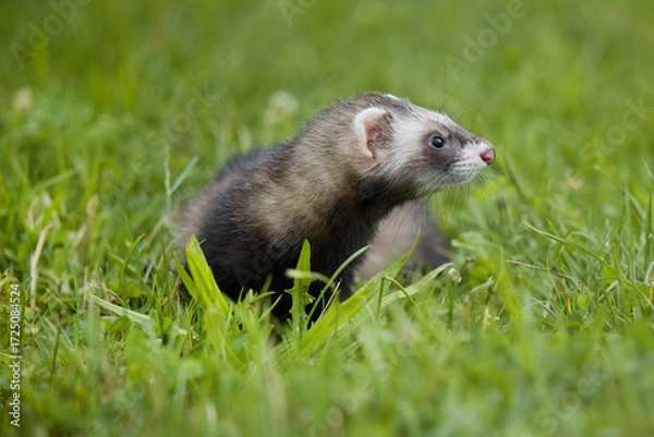 Fototapeta Standard color ferret enjoying walking and exploring meadow in camp