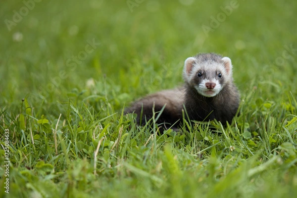 Fototapeta Standard color ferret enjoying walking and exploring meadow in camp