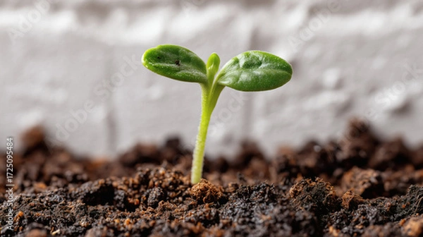 Fototapeta Vibrant green seedling emerges from rich soil symbolizing new beginnings and growth in a bright clean environment